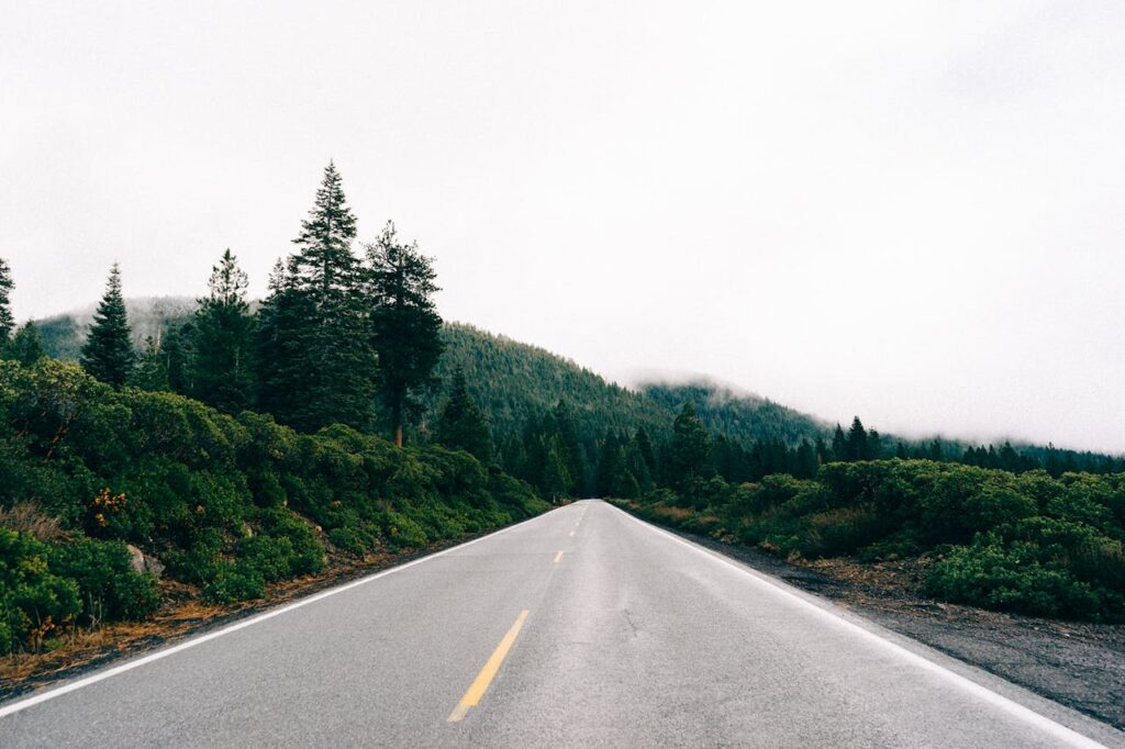 Asphalt Road in Between Trees